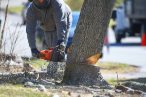 Professional tree removal service in Belle Chasse with safety-focused crew