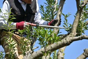 Arborist pruning tree branches with hand saw to improve tree health and structure